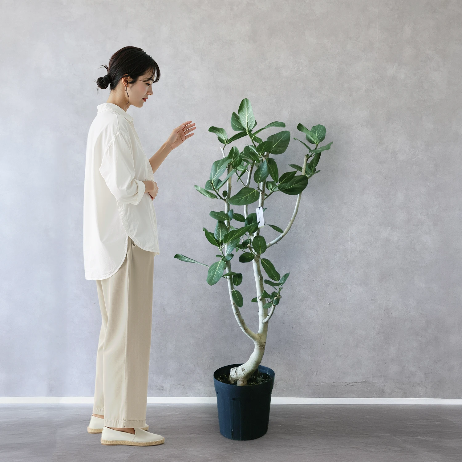 フィカス・ベンガレンシス