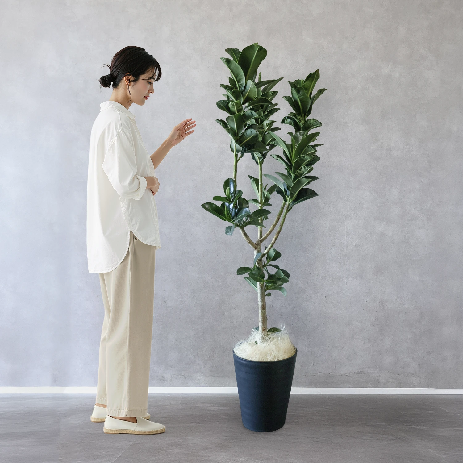 フィカス・アポロゴム