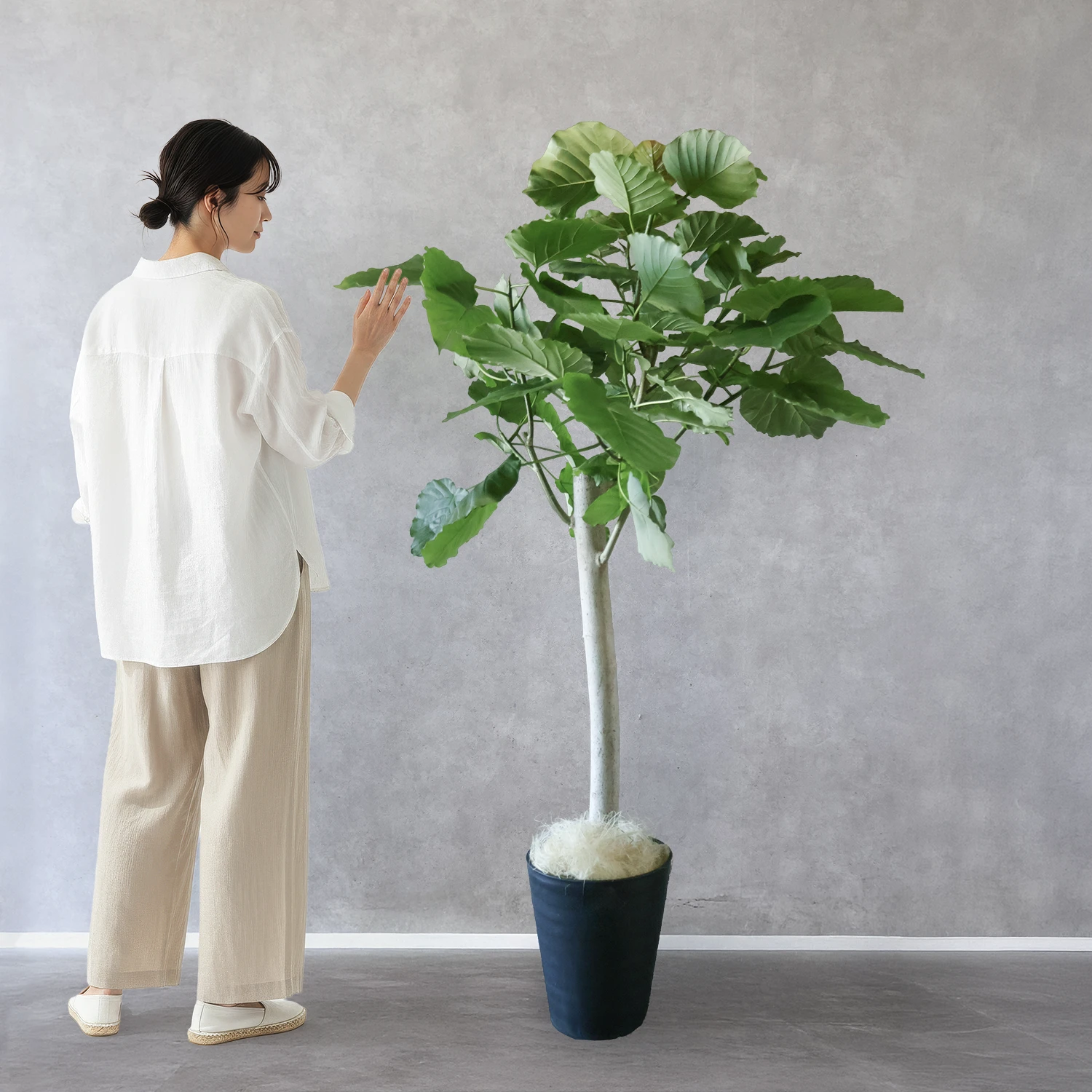 フィカス・ウンベラータ