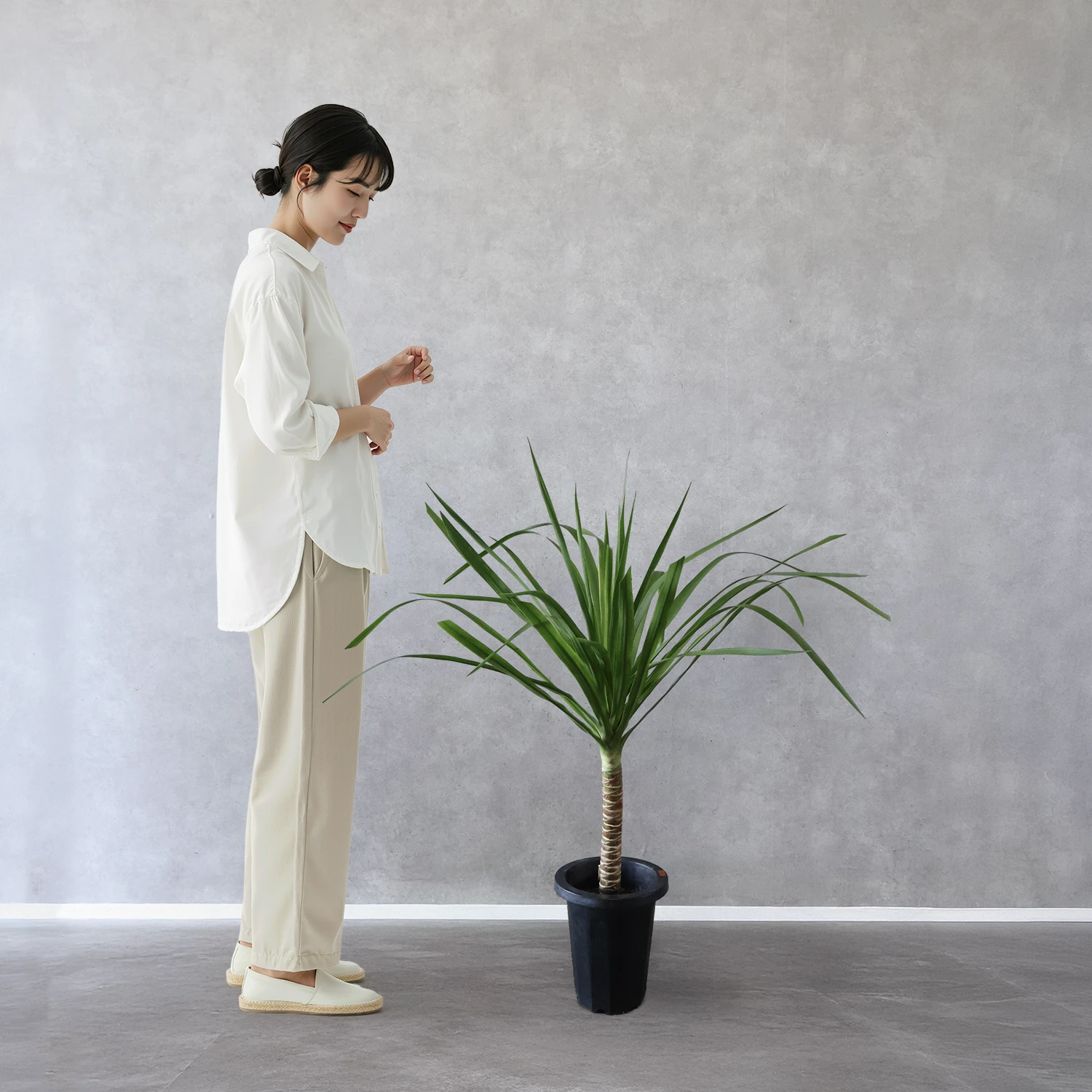 ドラセナ・カンボジアーナ