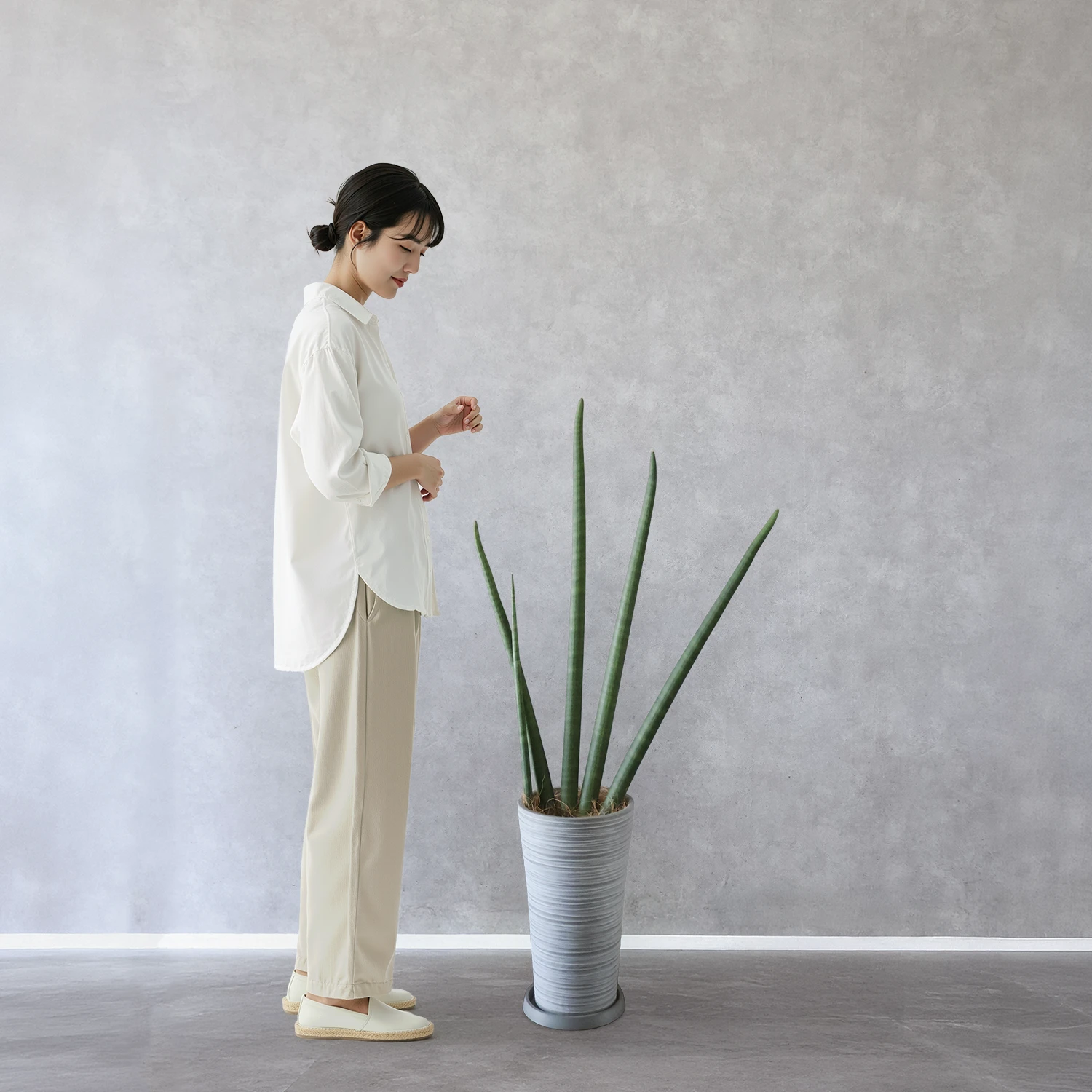 サンセベリア・スタッキー