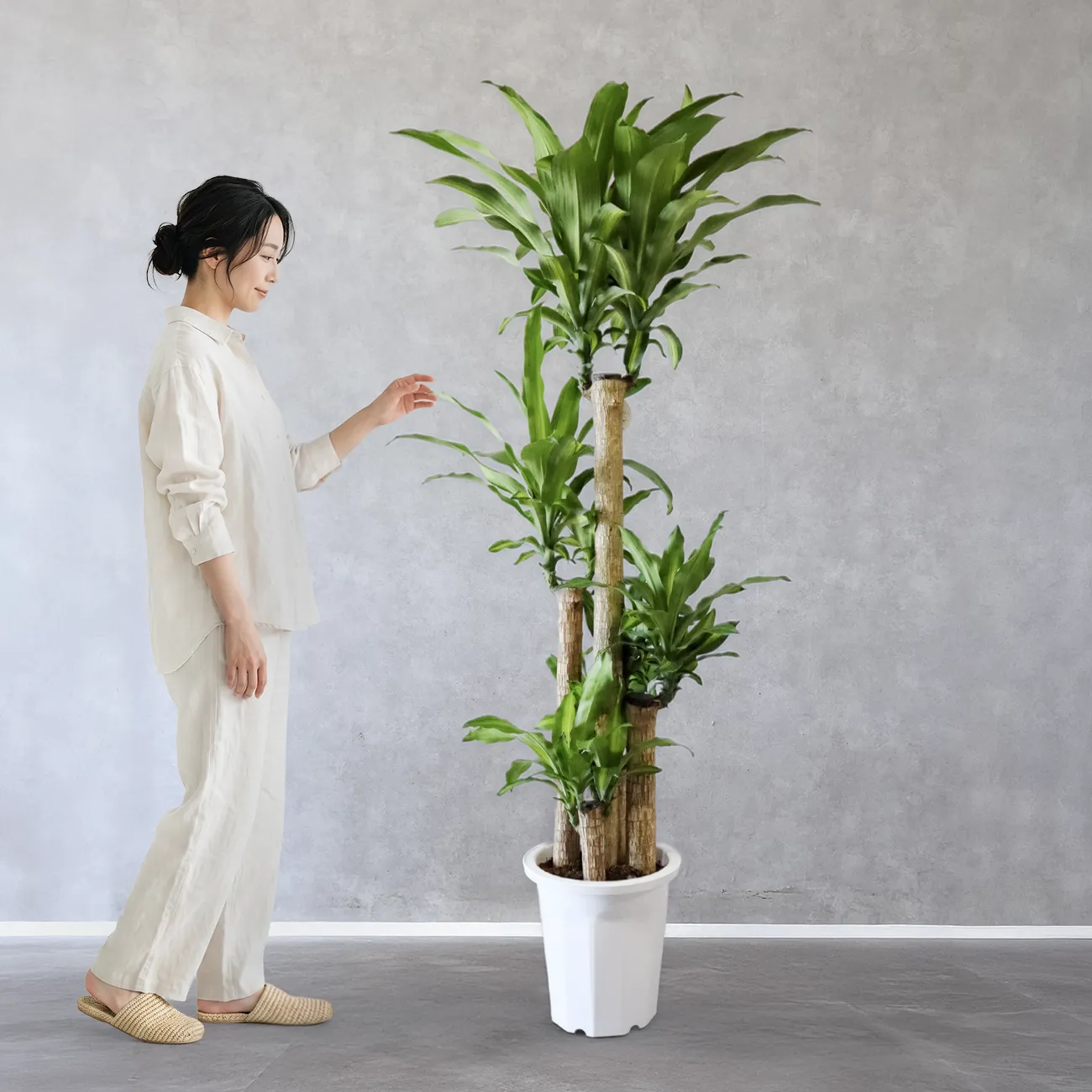 幸福の木 ドラセナ・マッサンゲアナ｜Dracaena Massangeana