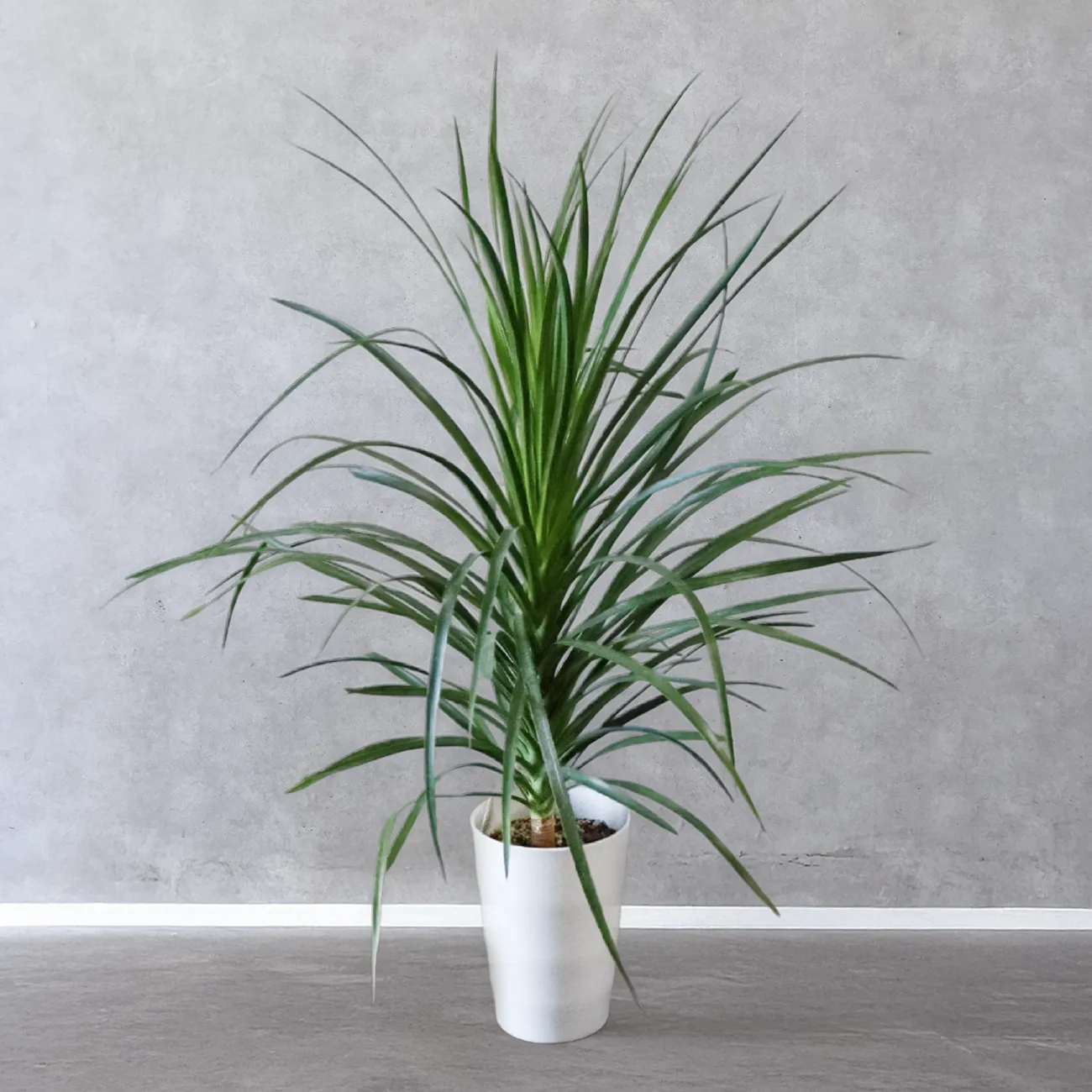 ドラセナ・カンボジアーナ｜Dracaena Cambodiana