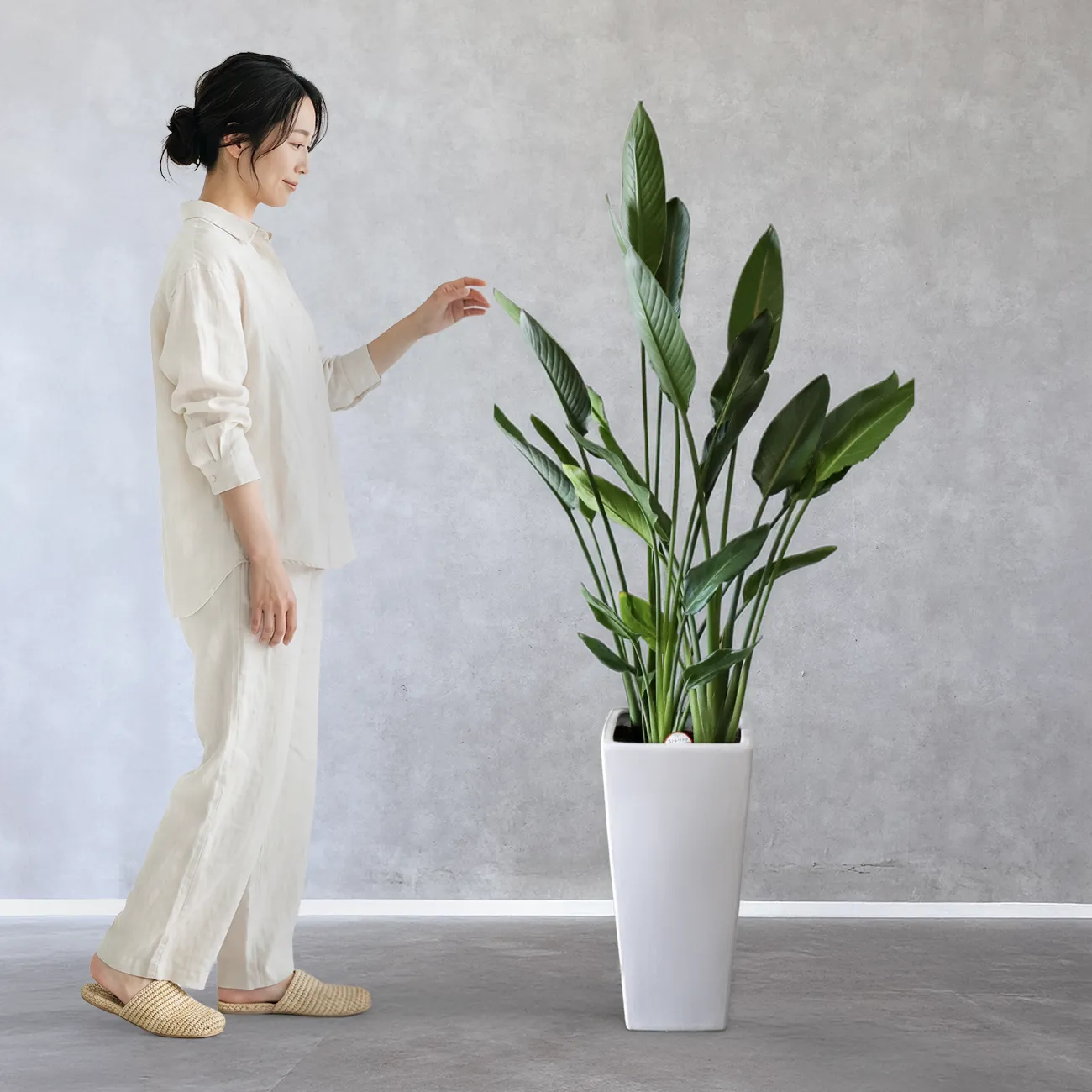 ストレチア・レギネ 3本植え｜Strelitzia Reginae