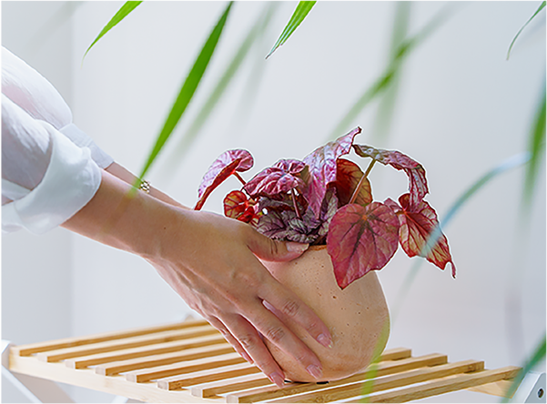 玄関・トイレに植物を置いた写真
