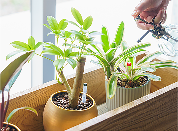 土を使わない鉢植えの写真