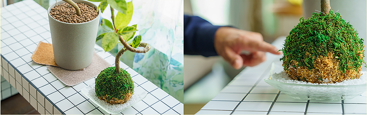タイルの棚に置かれた苔玉と、苔玉に触れる手元の写真(2枚組)