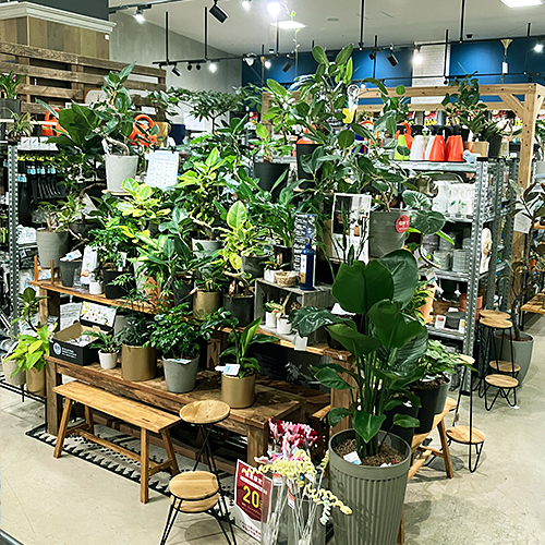 STARRY HOME 店内写真