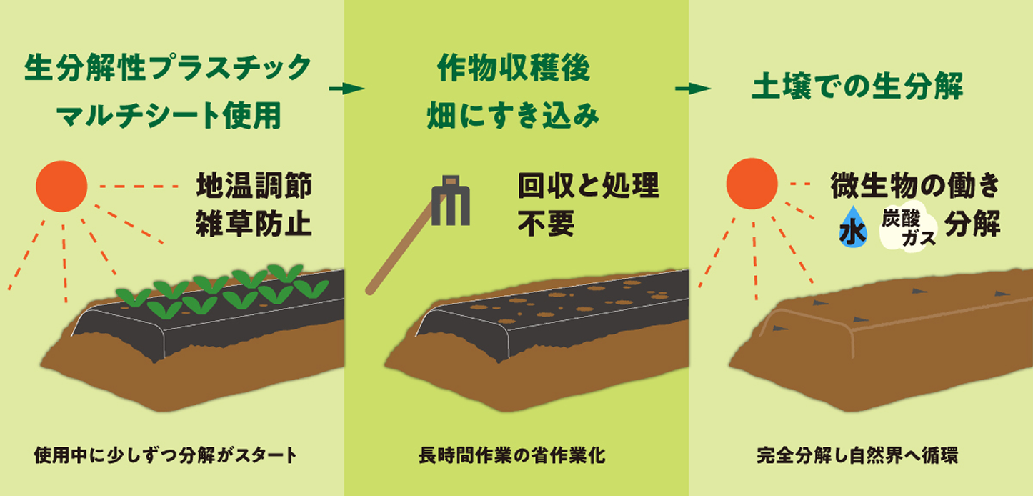 生分解性マルチシート分解までのフロー