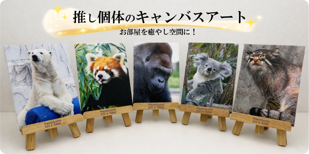 �����Х�������