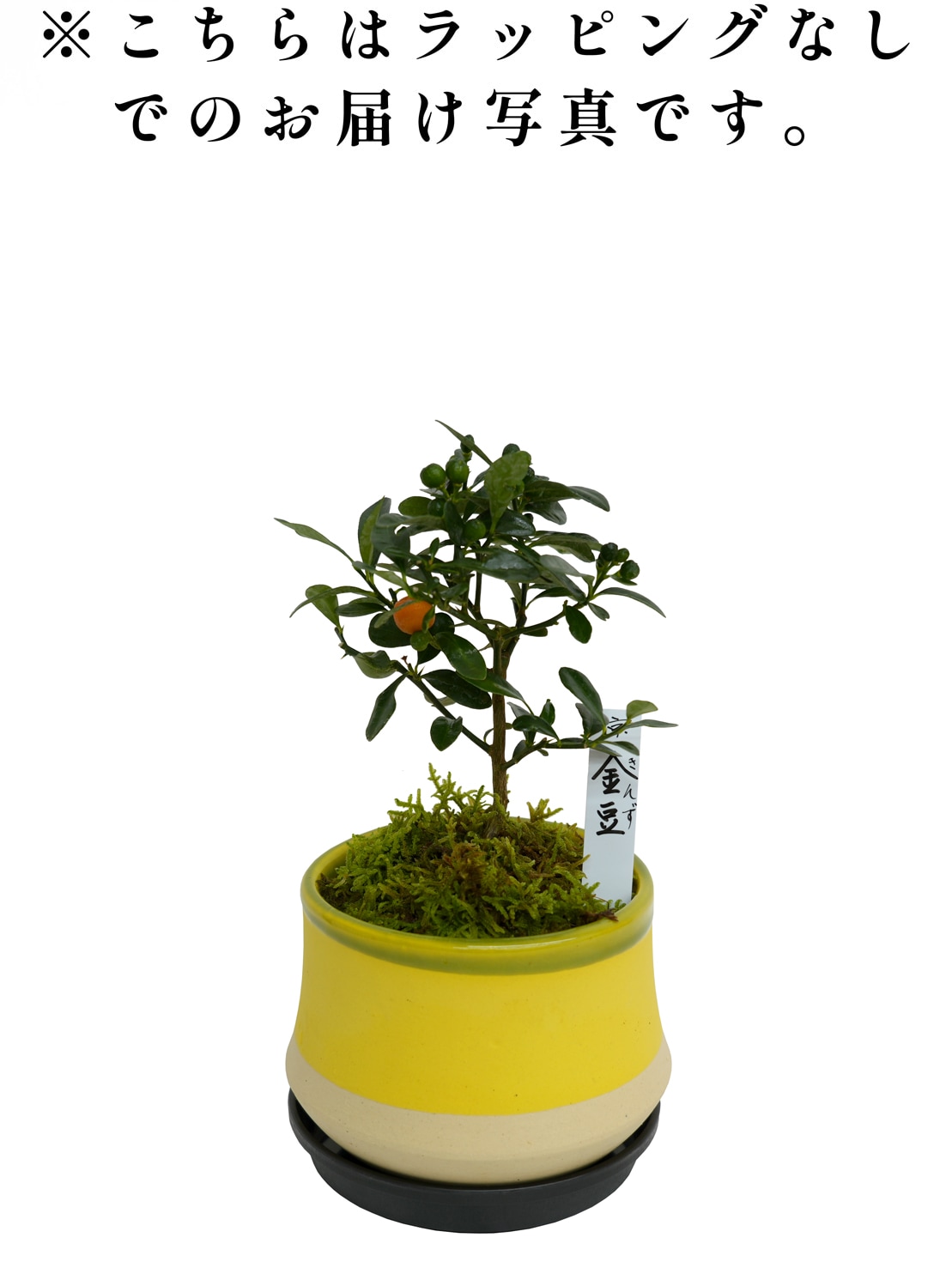 2025年 数量限定】京都小鉢（ミニ盆栽） 京金豆（信楽焼アソート陶器