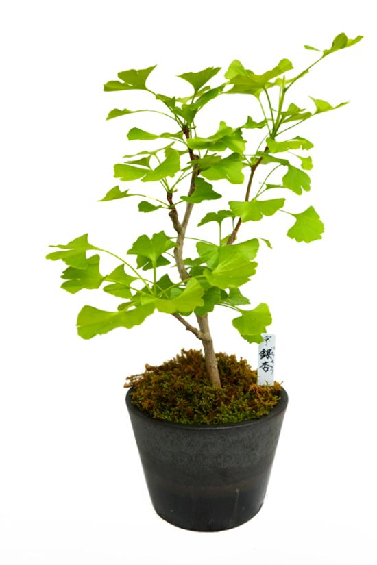 【数量限定】 京都小鉢（ミニ盆栽） 京銀杏　大（信楽焼アソート陶器）