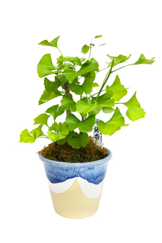 【数量限定】 京都小鉢（ミニ盆栽） 京銀杏　小（信楽焼アソート陶器）