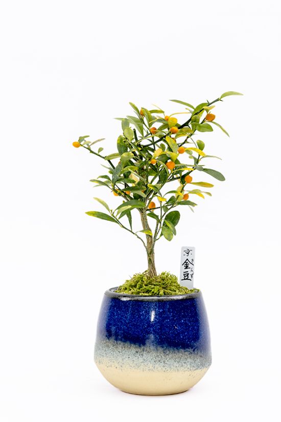 【2025年 数量限定】京都小鉢（ミニ盆栽） 京金豆（信楽焼アソート陶器）