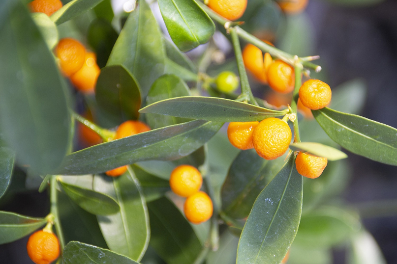 京金豆（キンズ）