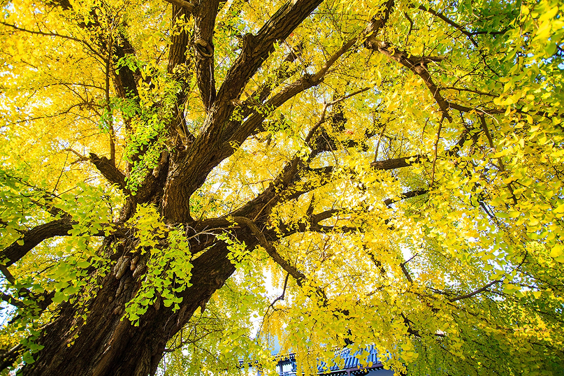 京銀杏（イチョウ）