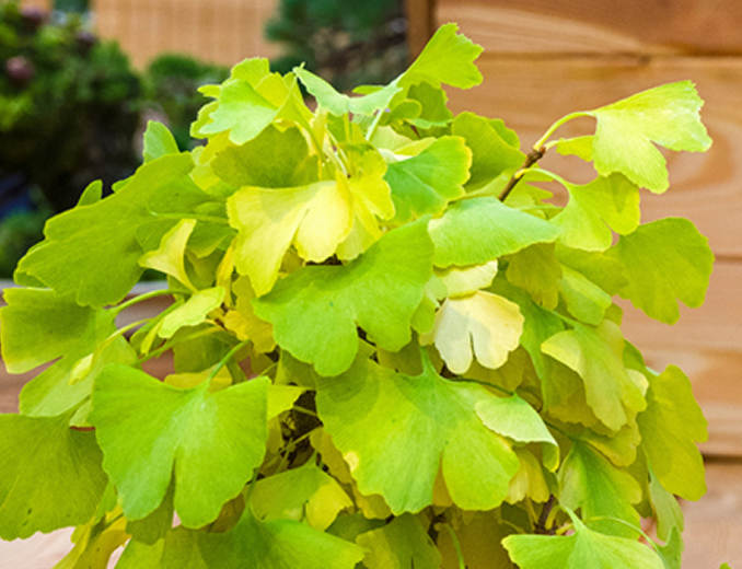 『紅葉』を味わう
