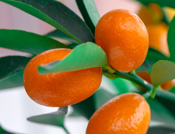 『実り』を愛でる