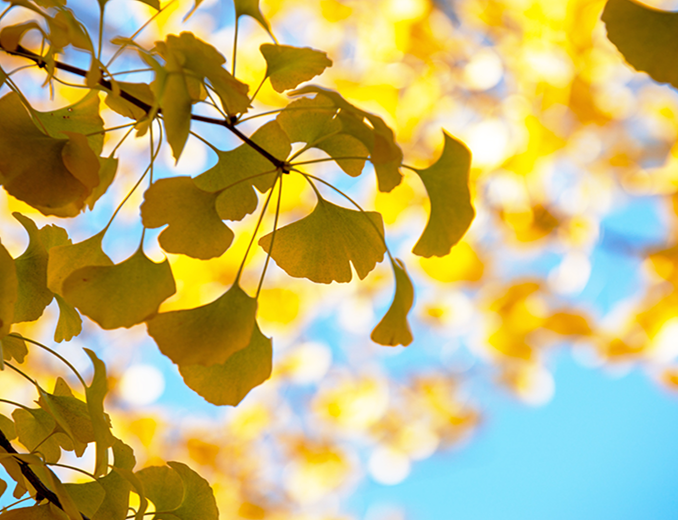 『育てやすい』穏やかな気候