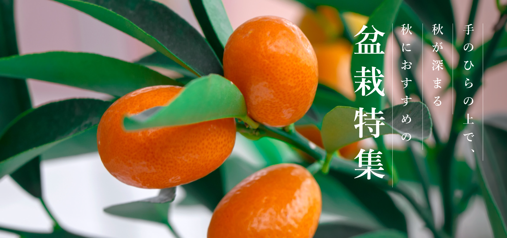 秋におすすめの盆栽特集