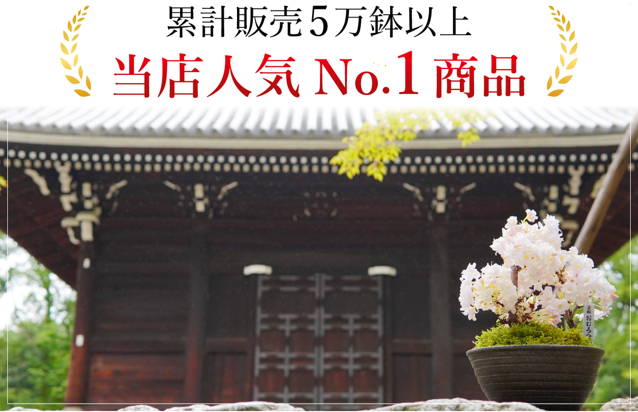 累計販売5万鉢以上　当店人気No.1商品