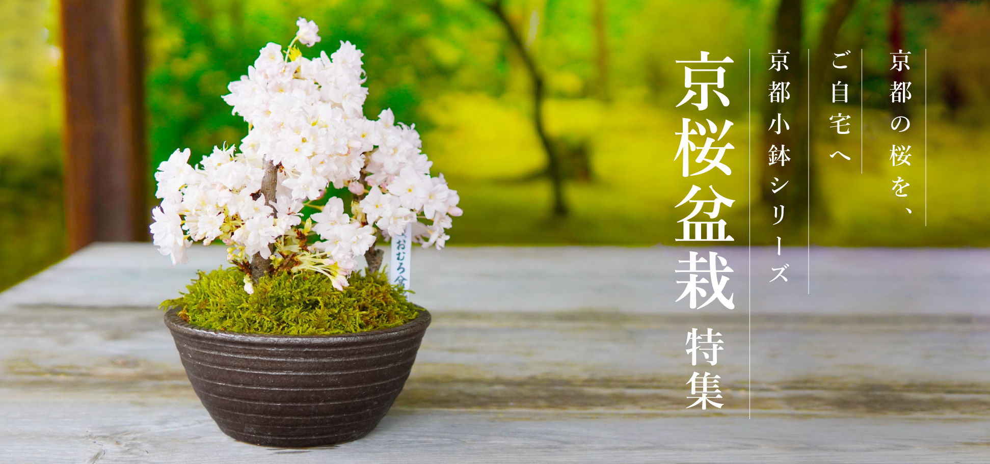 桜盆栽特集