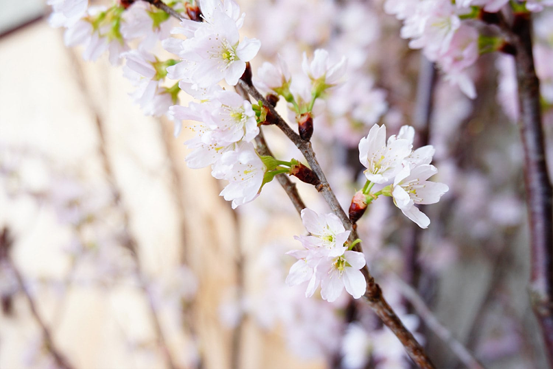 京桜（サクラ）