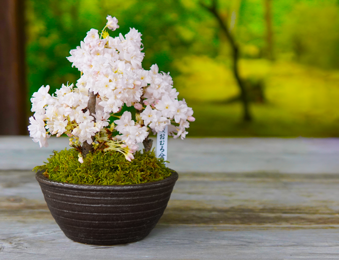 春におすすめの盆栽特集 | 【ミニ盆栽通販】小品盆栽の通販なら京都花