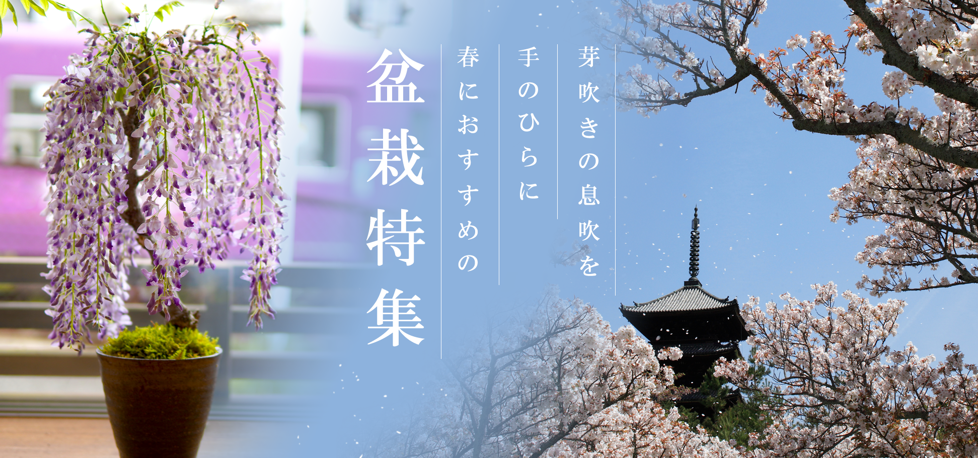 春におすすめの盆栽特集