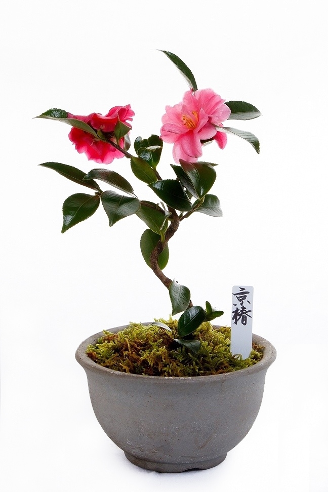 冬におすすめの盆栽特集 | 【ミニ盆栽通販】小品盆栽の通販なら京都花