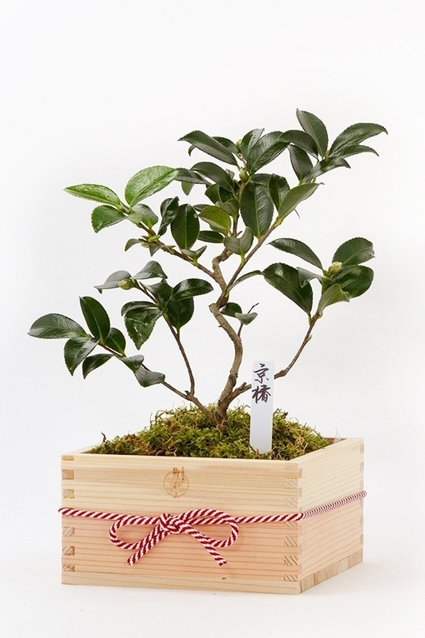 冬におすすめの盆栽特集 | 【ミニ盆栽通販】小品盆栽の通販なら京都花