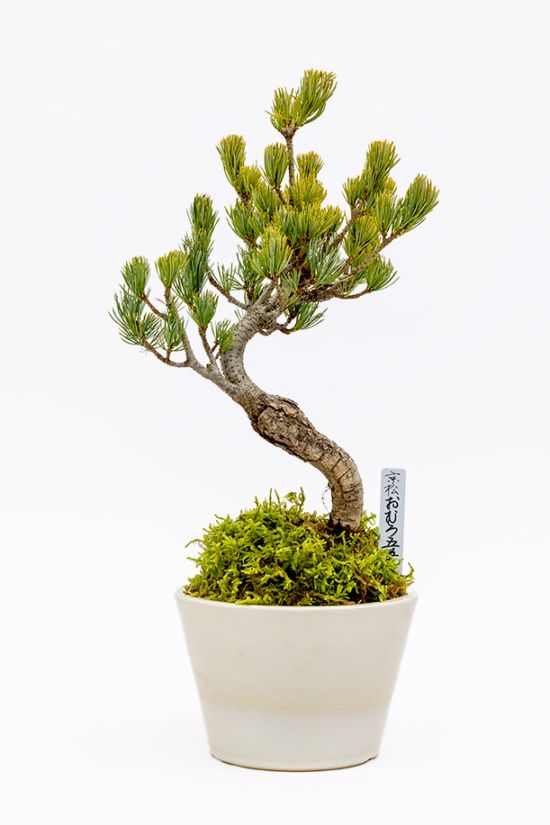 【数量限定】京都小鉢（ミニ盆栽）京松 おむろ五葉 （信楽焼）