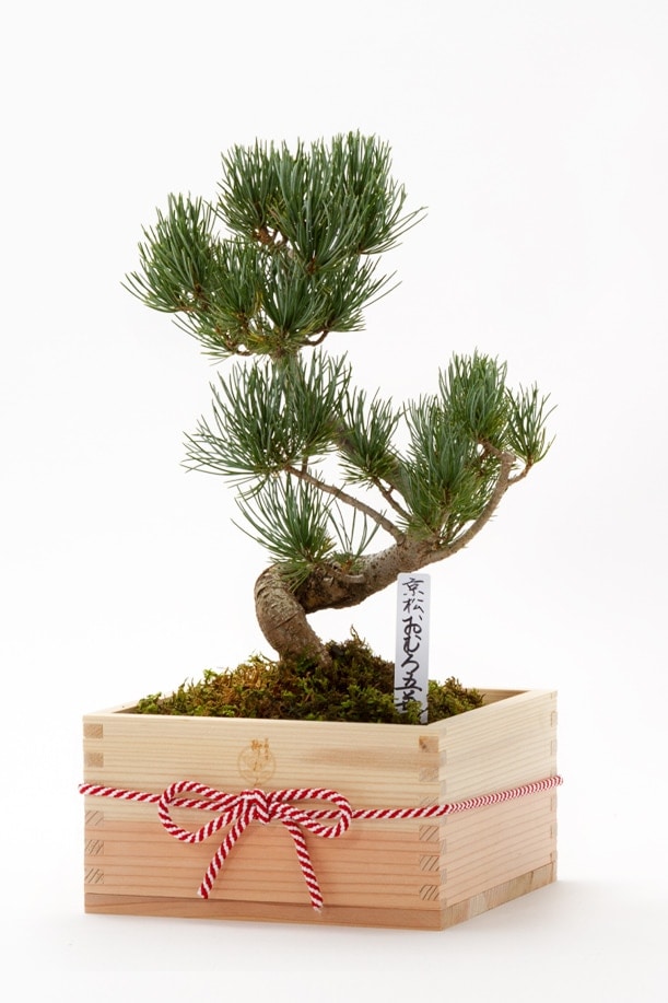 【数量限定】 京都小鉢（ミニ盆栽） 京松 京都特選升 （京都北山杉使用）