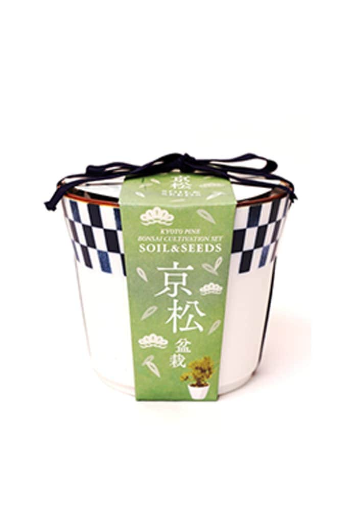 京都小鉢 （ミニ盆栽） 種栽培セット　京松