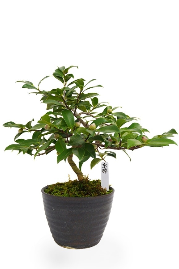 【2025年 数量限定】 花芽5輪以上保証 京都小鉢（ミニ盆栽）京赤椿 大（信楽焼アソート陶器）