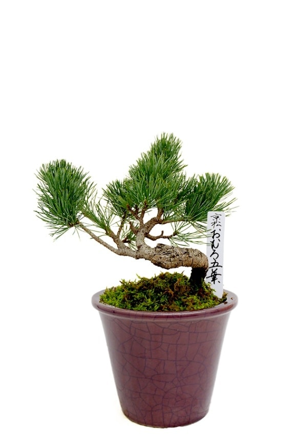 【数量限定】京都小鉢（ミニ盆栽）京松 おむろ五葉 小（信楽焼）