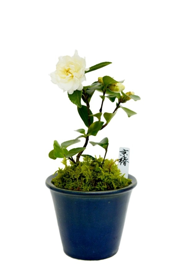【2025年 数量限定】 花芽5輪以上保証 京都小鉢（ミニ盆栽）京白椿（信楽焼アソート陶器）