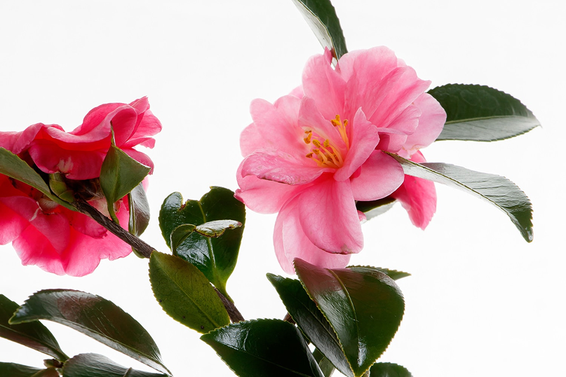 京椿（ツバキ）