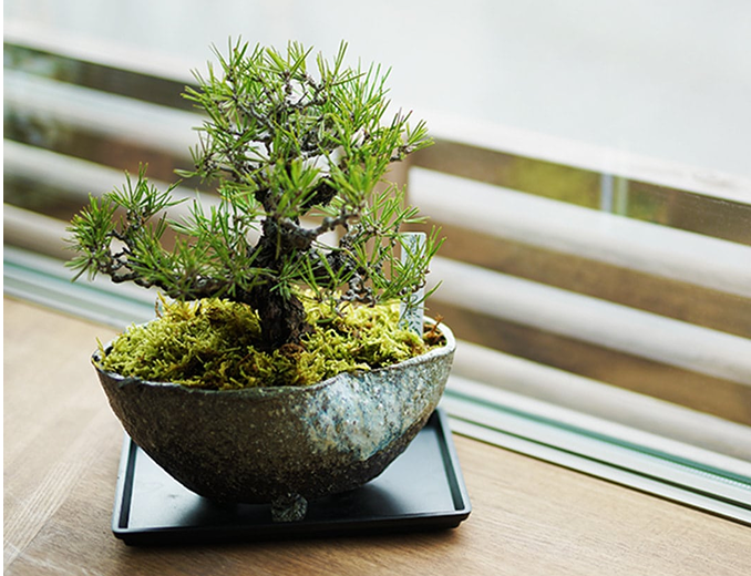 冬におすすめの盆栽特集 | 【ミニ盆栽通販】小品盆栽の通販なら京都花