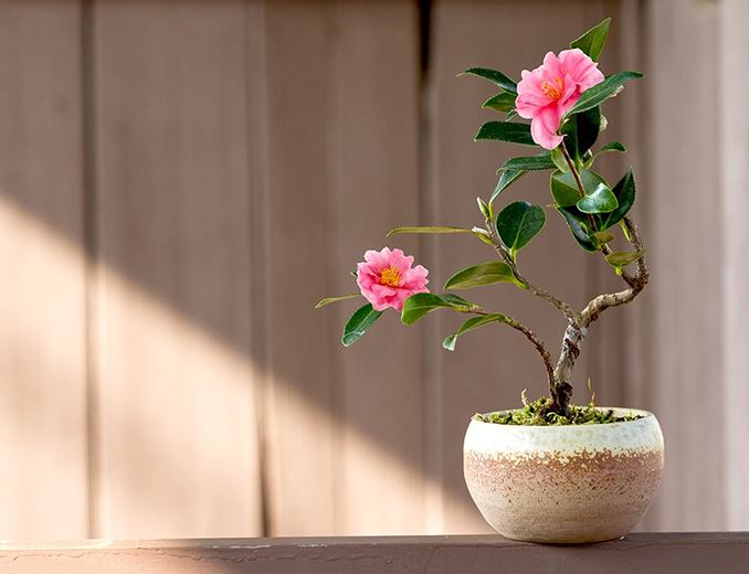 『実り』を愛でる