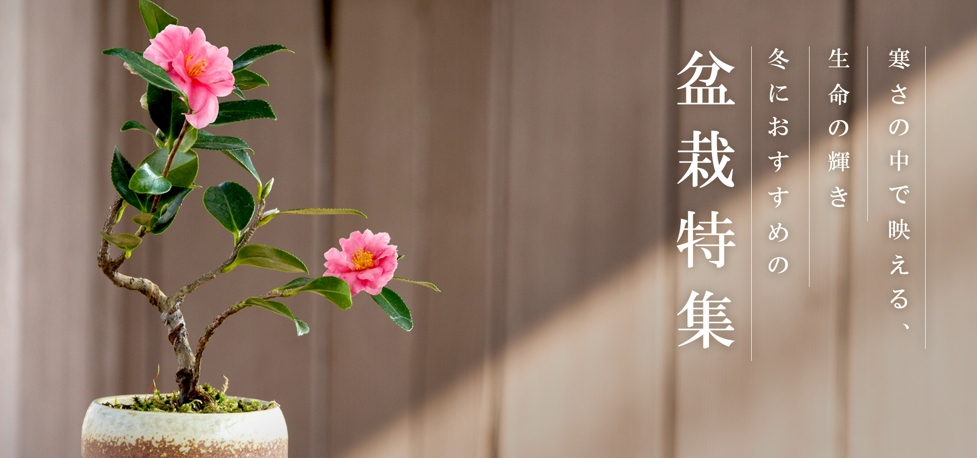 冬におすすめの盆栽特集