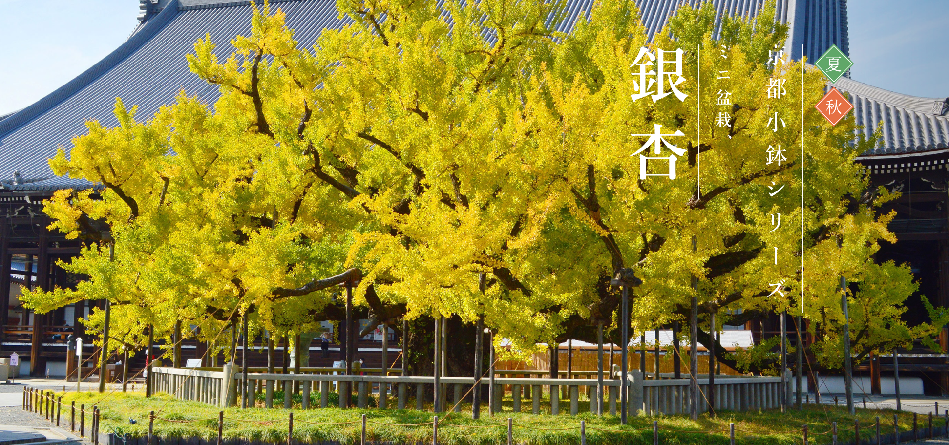 京都小鉢シリーズ 京銀杏 | 【ミニ盆栽通販】小品盆栽の通販なら京都花