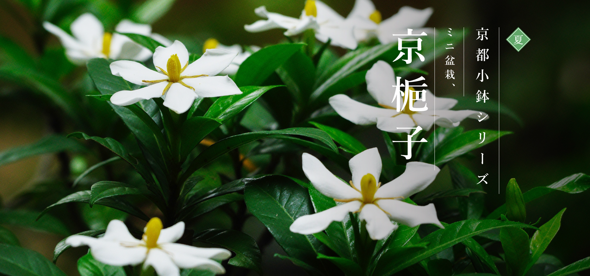 梔子　小品盆栽 Amazon.co.jp: 遊恵盆栽 小品盆栽：梔子（青変形鉢）*くちなし