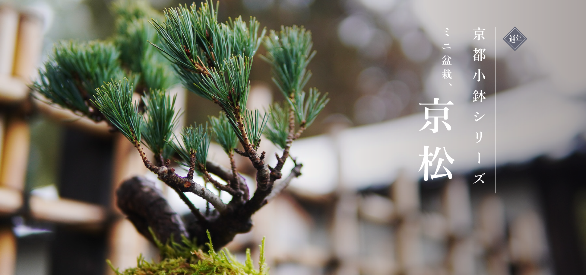 京都小鉢シリーズ 京松 | 【ミニ盆栽通販】小品盆栽の通販なら京都花室