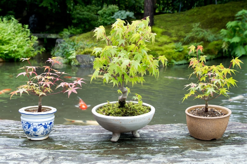 紅葉盆栽 楽天市場】もみじ 盆栽 紅葉 楽天1位受賞 樹齢10年 希少 双幹樹