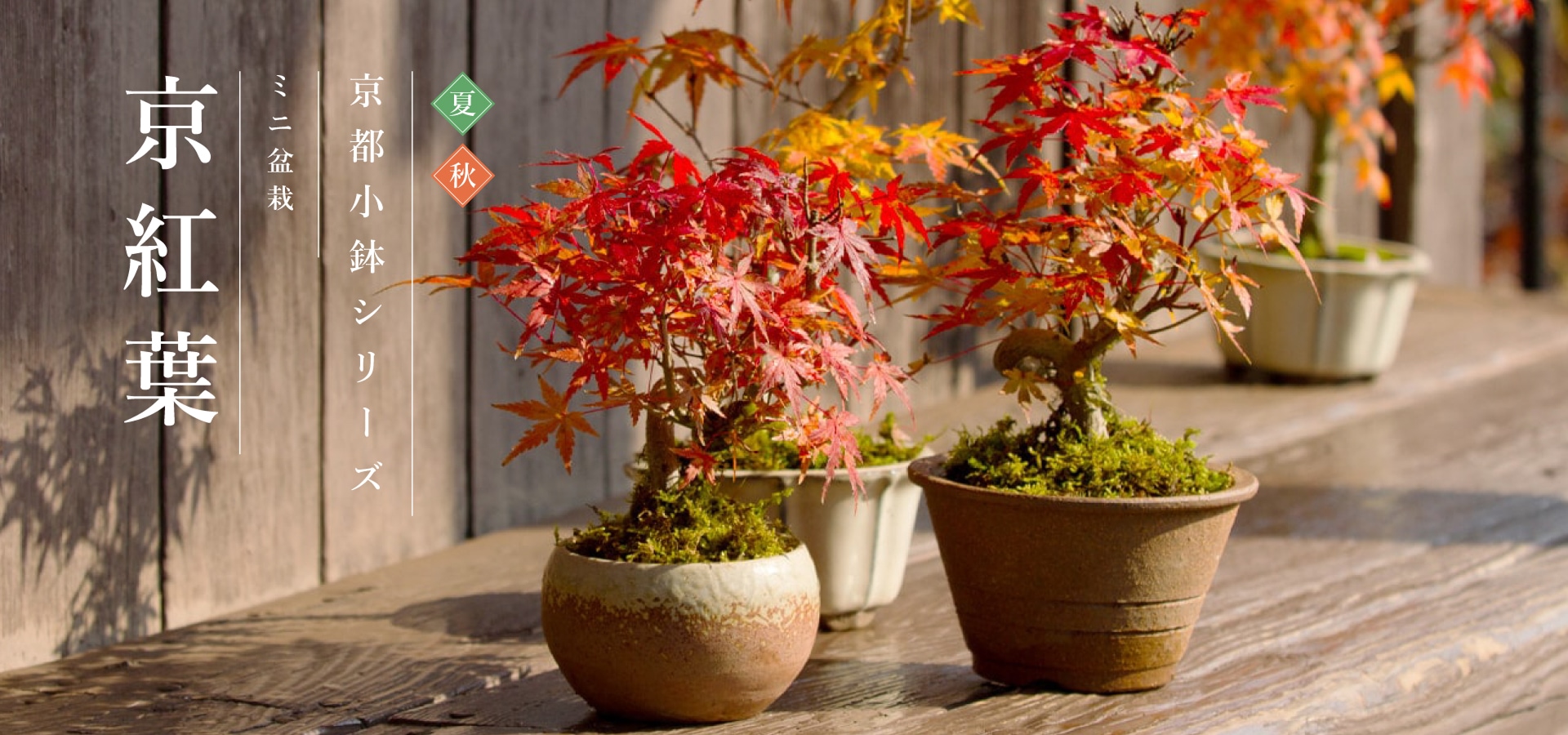 紅葉盆栽 再販しました ミニチュア盆栽〈紅葉〉 盆栽 AB-Hachi Garden