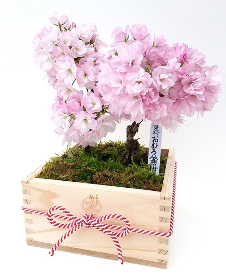 就職祝い| 【ミニ盆栽通販】小品盆栽の通販なら京都花室おむろ