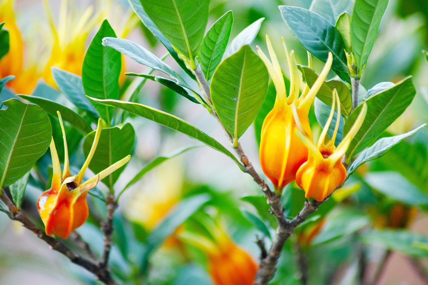 京都小鉢（ミニ盆栽）京梔子| 【ミニ盆栽通販】小品盆栽の通販なら京都