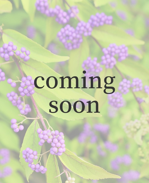 京都小鉢（ミニ盆栽）京紫式部| 【ミニ盆栽通販】小品盆栽の通販なら