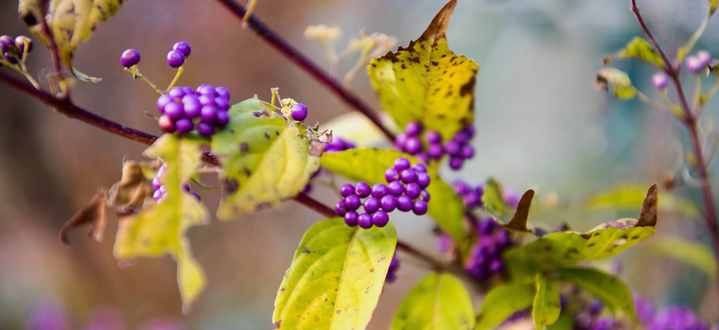京都小鉢（ミニ盆栽）京紫式部| 【ミニ盆栽通販】小品盆栽の通販
